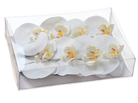 1.5"Hx5"Wx7"L Floating Phalaenopsis Orchid Head (8 ea/acetate box) White (pack of 12)