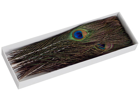 1"Hx3.5"Wx10"L Peacock Feather in Box Peacock (pack of 6)
