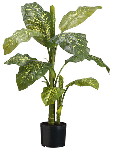 3' Dieffenbachia Plant in Pot  Green (pack of 4)