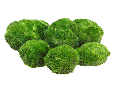 9.5"Wx13"L Assorted Moss Buns (6 ea/bag) Green (pack of 6)
