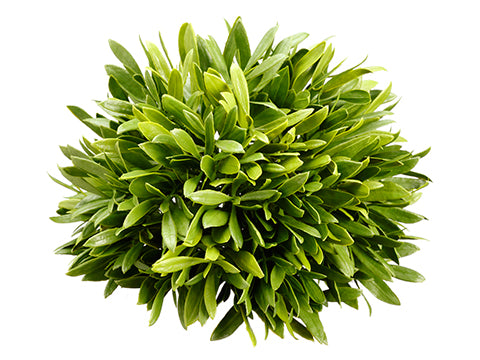 6.5" Olive Leaf Ball  Green (pack of 12)