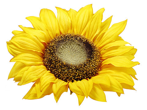 11" Sunflower Floating Head  Yellow (pack of 12)