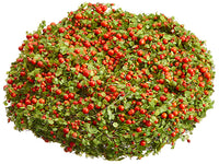 10" Coral Moss Mat  Orange Green (pack of 12)