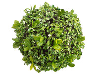 6" Mini Twig Berry Orb  Green (pack of 6)