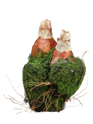 6" Moss/Soil Planter With Bulb x2 Green (pack of 6)