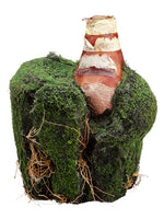 9.5" Moss/Soil Planter With Bulb Green (pack of 6)