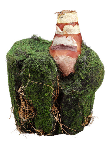 9.5" Moss/Soil Planter With Bulb Green (pack of 6)