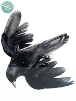 4"Wx6"L Glittered Crow w/Plastic Clip Black (pack of 12)