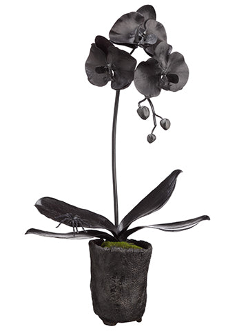 23" Phalaenopsis Orchid Plant in Clay Pot Black (pack of 4)