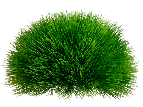 5"Hx10"W Pine Grass Half Dome  Green (pack of 6)