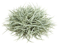 7"Hx5"D Wild Grass Dome  Frosted Green (pack of 12)