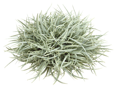 7"Hx5"D Wild Grass Dome  Frosted Green (pack of 12)