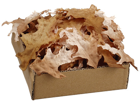 2"Hx5.9"Wx5.9"L Dried Look Oak Leaf Assortment in Box (62 ea/Box) Two Tone Bronw (pack of 24)