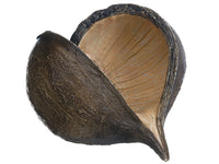5"Hx6.5"W Pea Pod  Brown (pack of 6)