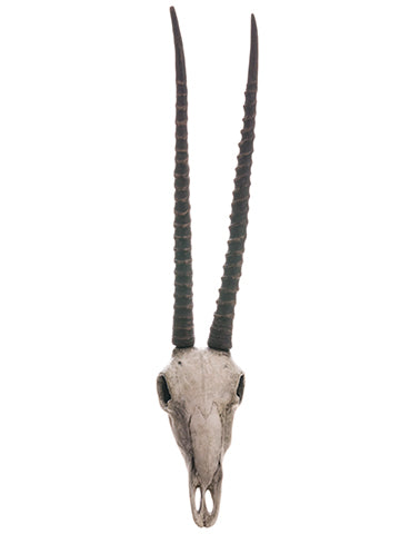 34" Polyresin Antelope Skull  Gray Brown (pack of 2)