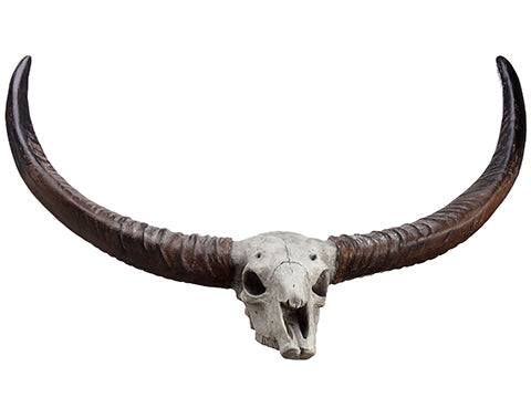 36" Polyresin Buffalo Skull  Gray Brown (pack of 1)