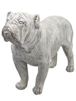 18" Bulldog  Gray Whitewashed (pack of 1)