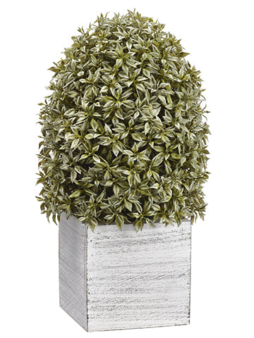 13" Tea Leaf Egg Topiary in Wood Box Green (pack of 4)