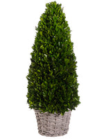 20.8" Preserved Boxwood Cone Topiary in Basket Green (pack of 1)