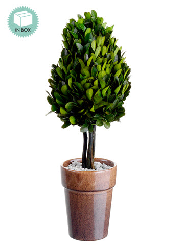 12.2" Preserved Boxwood Topiary in Terra Cotta w/Display Box Green (pack of 6)