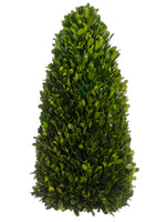 13.7" Preserved Boxwood Cone Topiary Green (pack of 1)