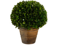 8.2" Preserved Boxwood Ball Topiary in Ceramic Pot Green (pack of 2)