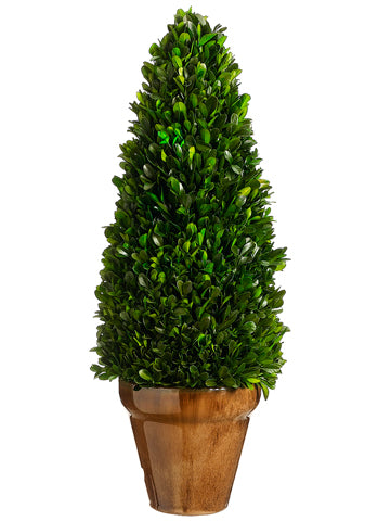 20.8" Preserved Boxwood Cone Topiary in Ceramic Pot Green (pack of 1)