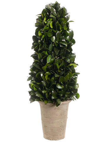 20.8" Preserved Tea Leaf Cone Topiary in Terra Cotta Pot Green (pack of 1)