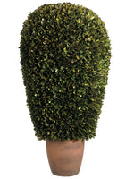 14"Dx30"H Preserved Boxwood Ball Topiary in Pot Green (pack of 1)