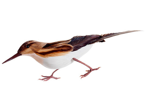 6" Sandpiper Bird  Two Tone Brown (pack of 12)