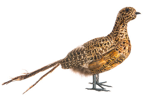 10"Hx19"L Pheasant  Brown (pack of 4)