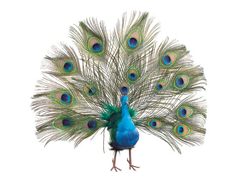 16" Knock-Down Open Fan Tail Peacock Peacock (pack of 12)