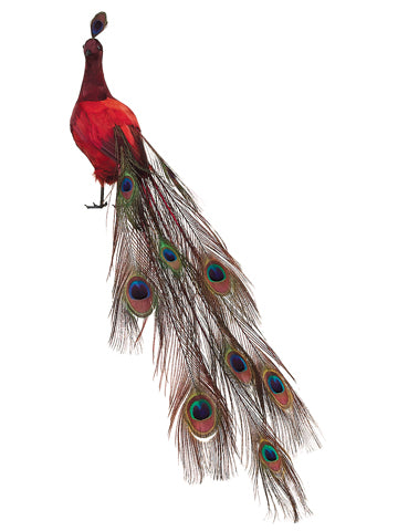 9"Hx28"L Peacock  Red (pack of 4)