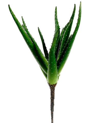 18" Aloe Plant  Green (pack of 6)