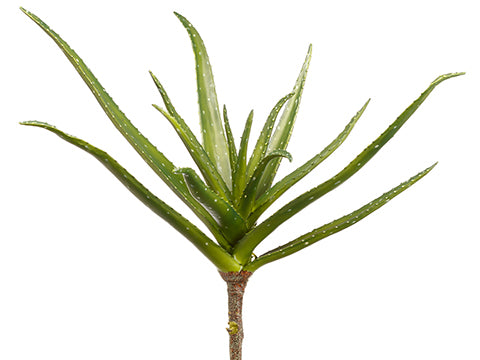20" Aloe Plant  Green (pack of 6)