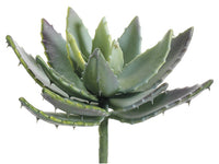 8" Aloe Plant  Green Mauve (pack of 6)