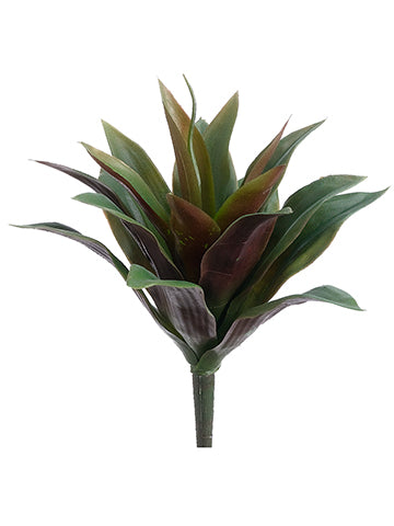 10" Agave  Green Burgundy (pack of 12)