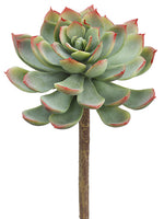 7" Echeveria Pick  Green Red (pack of 12)