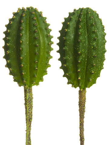 6-7.5" Peruvian Cactus Assortment (2ea/set) Two Tone Green (pack of 6)