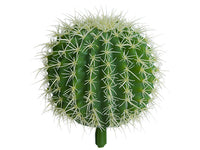 6"Hx5.5"D Barrel Cactus  Green (pack of 6)