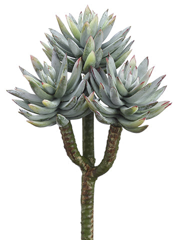 8" Mini Agave x3  Green Frosted (pack of 12)