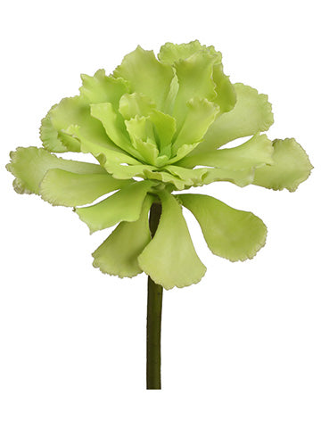 7"Hx5.5"D Soft Ruffle Echeveria Pick Light Green (pack of 24)