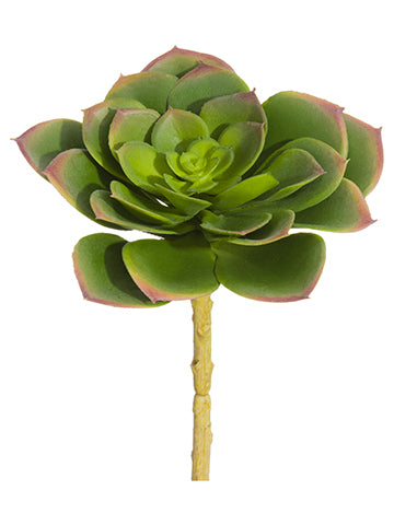 5.5"Hx4.5"D Soft Echeveria Pick Green Lavender (pack of 12)