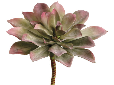 7" Echeveria Pick  Green Mauve (pack of 12)