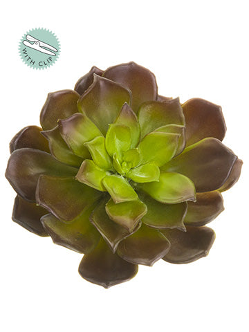 6" Echeveria With Clip  Burgundy Green (pack of 12)