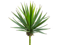 8" Yucca Pick  Green Burgundy (pack of 12)