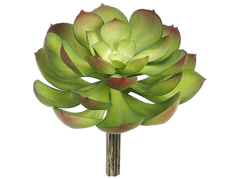 6"D Soft Plastic Echeveria Pick Burgundy Green (pack of 12)