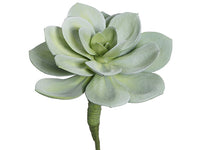 12"Hx9.5"D Soft Echeveria Pick Green Gray (pack of 8)