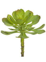 6"Hx5"D Soft Aeonium Pick  Green Gray (pack of 12)