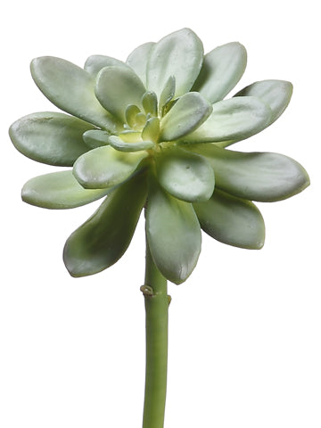 10" Echeveria  Green (pack of 12)